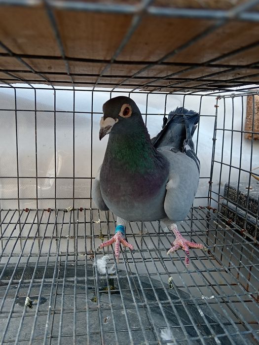 Vând porumbei voiajor 2 femele și un mascul