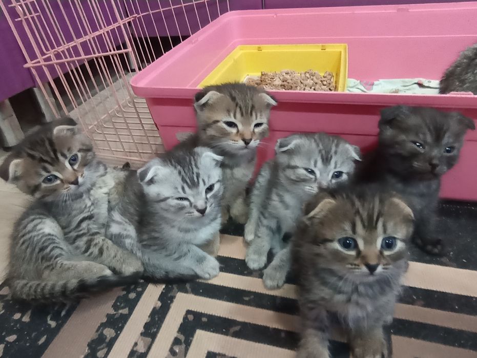 Продам котят скоттиш-фолд