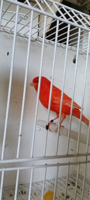 Canari pui și adulți de vânzare