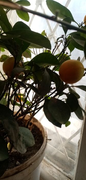 Продаю карликовый мандарин