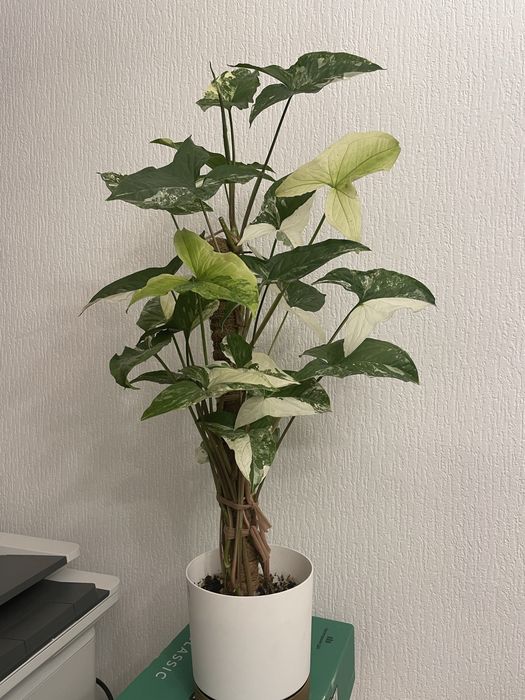 Сингониум Империал Вайт