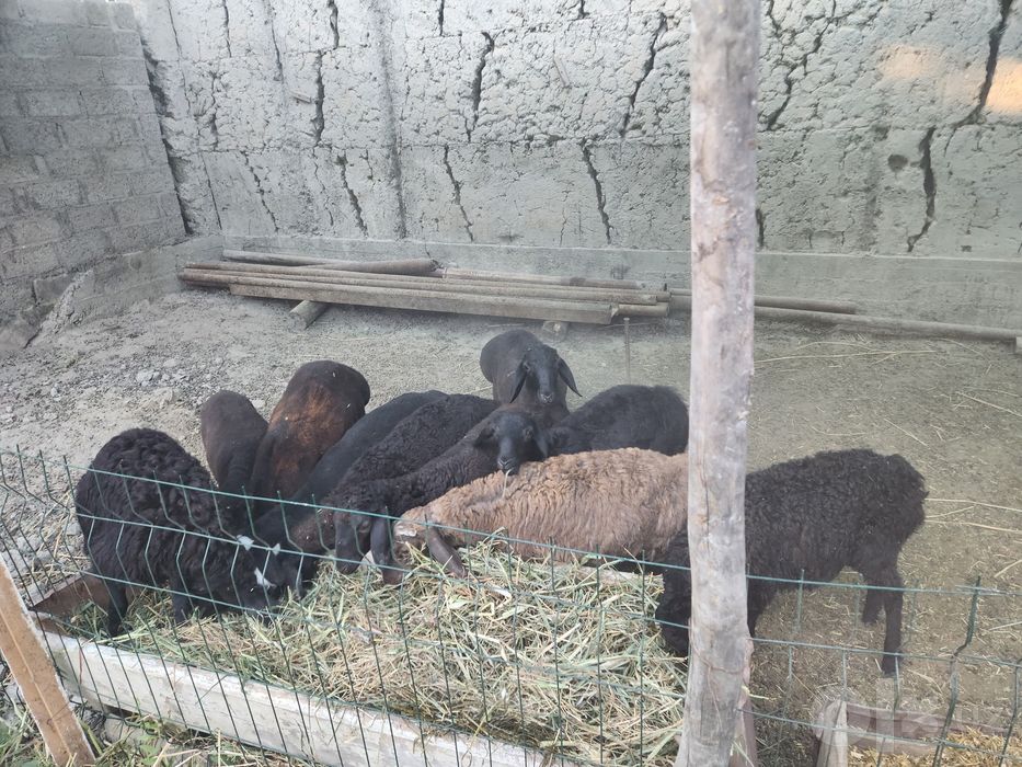 4 5 oylik barra qoylar sotiladi