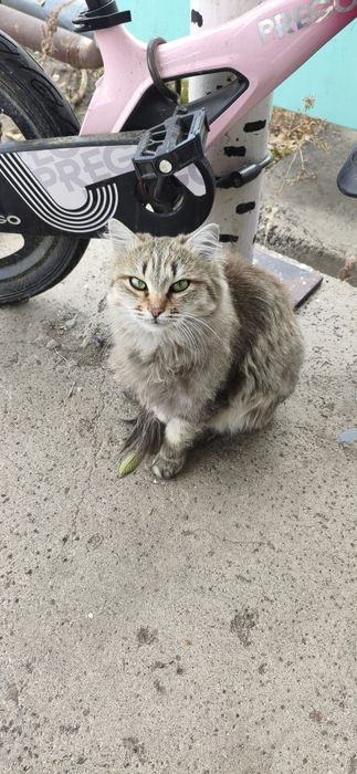 Кошечка молодая бесплатно