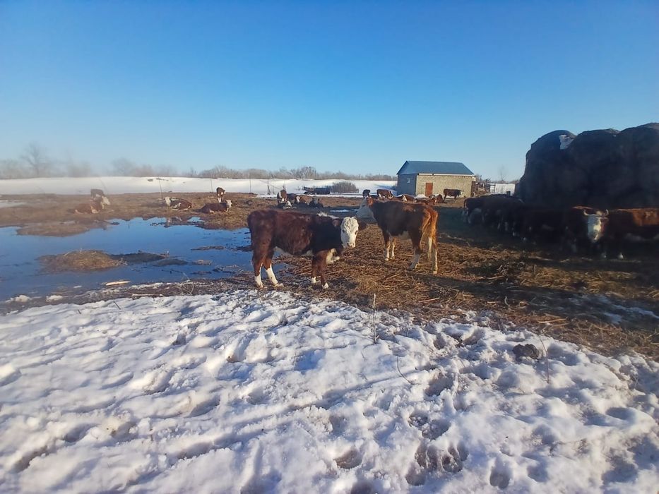 Продаются коровы молодые стельний