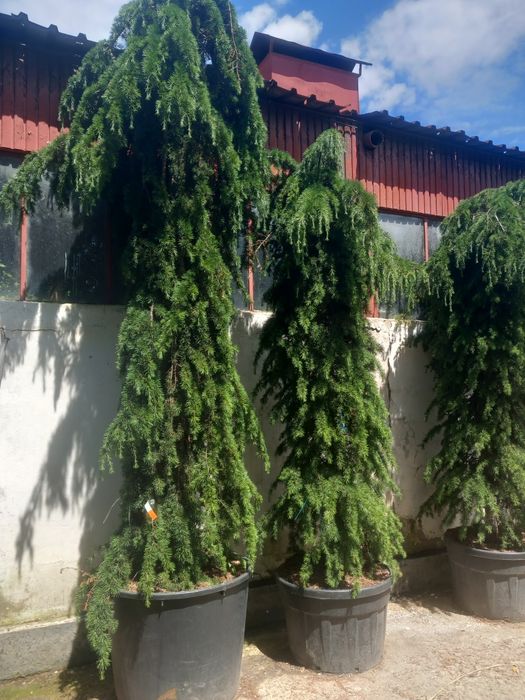 Plante ornamentale