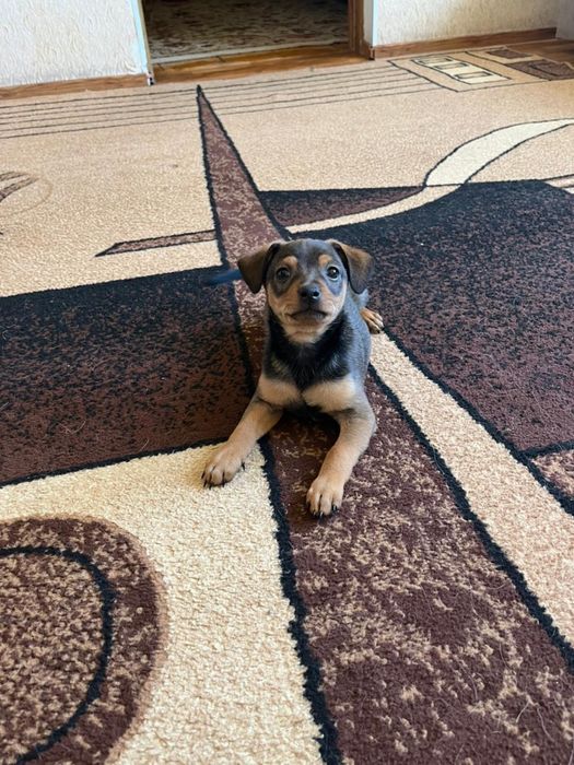 Продам щенка русский тойтерьер