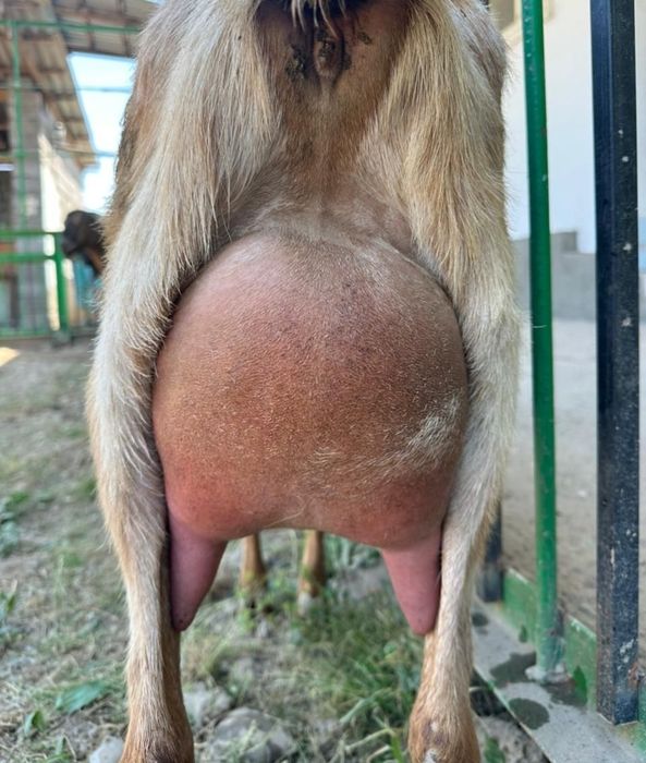 Англонубиская ешкі ерке лағымен