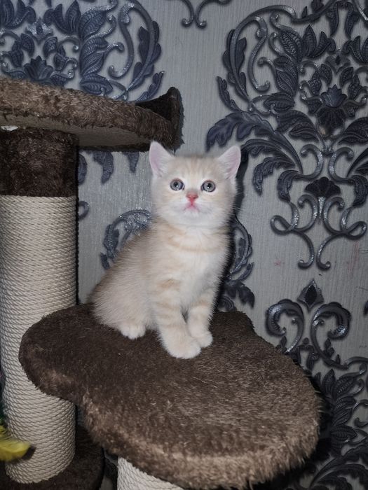 Scottish shinshila va  strayt, 1 yarim oylik sotiladi