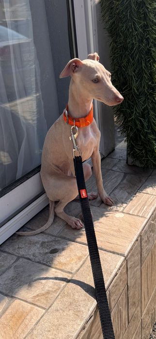 левретка (женска), на 5 месеца. Italian greyhound