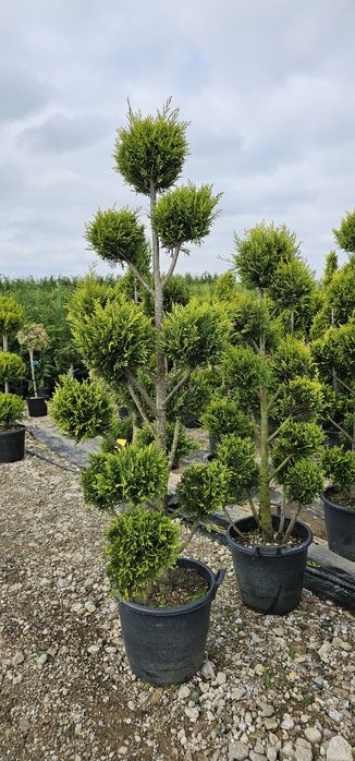 Tuia leylandi ( chamaecyparis) pon pon - spirala-