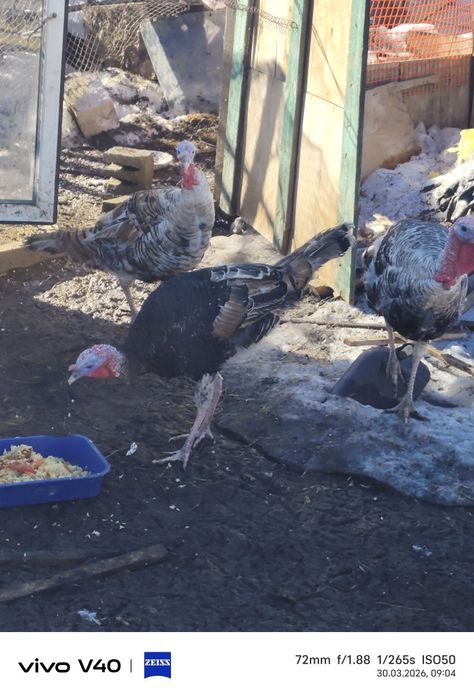 Продам кролика,продам индук