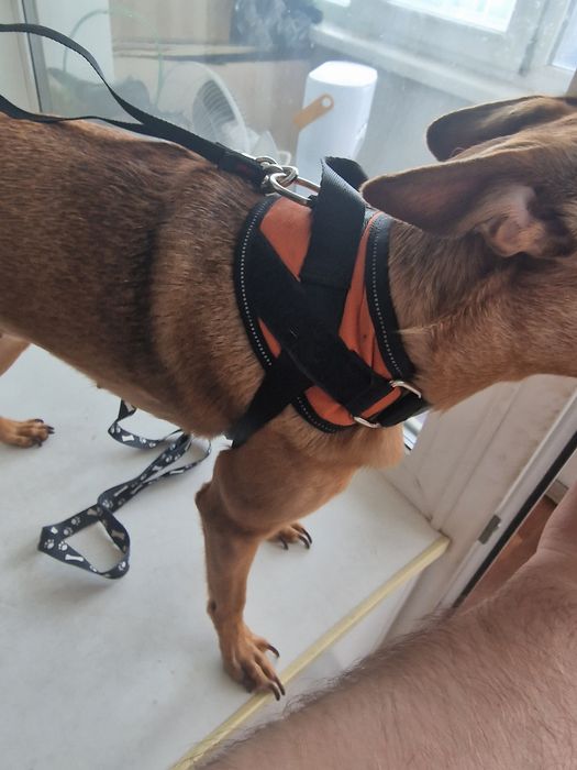 Шлейка для собак и кошек.