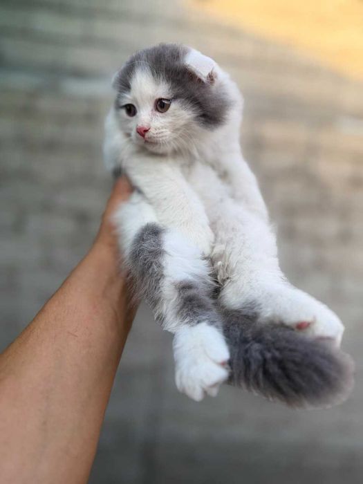 Продаётся котики 40 дней