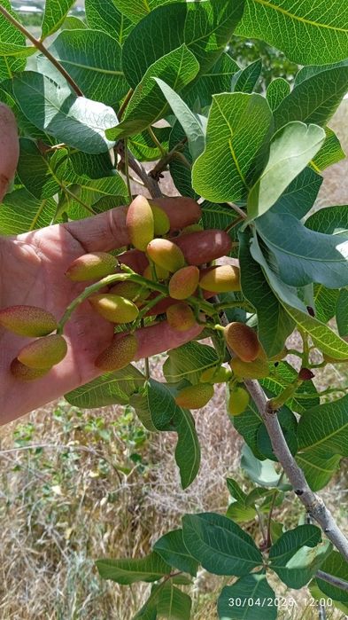 Handon pista koʻchatlari sotiladi