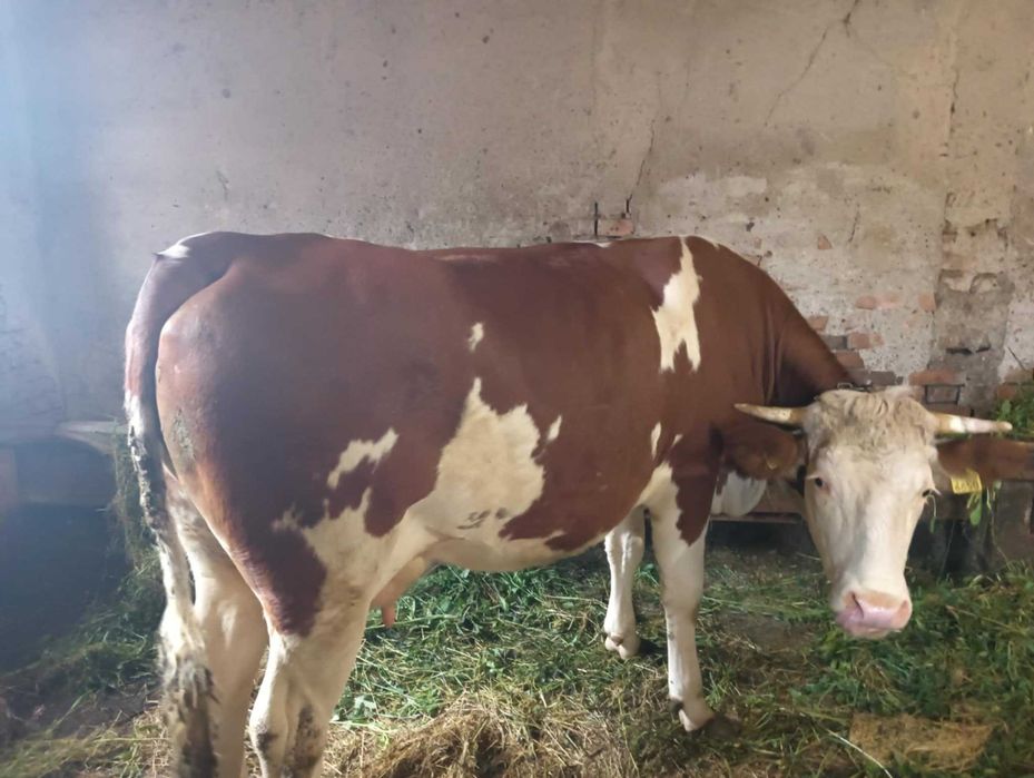 Vaca de vanzare 3 ani