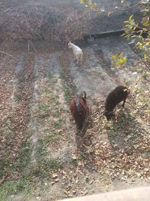 Echkila sotiladi. Ikkalasiyam takkacha