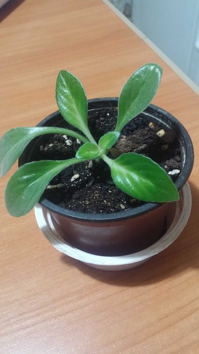 Комнатное растение Хирита