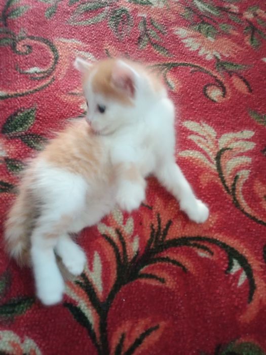 Отдам котят, бесплатно