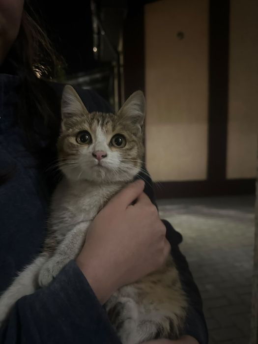 Котенок (нашли возле магазина)
