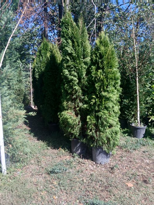 Gard viu tuia sau leilandii