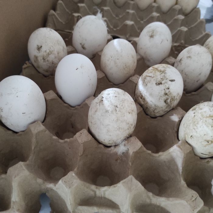 Яйца на инкубацию