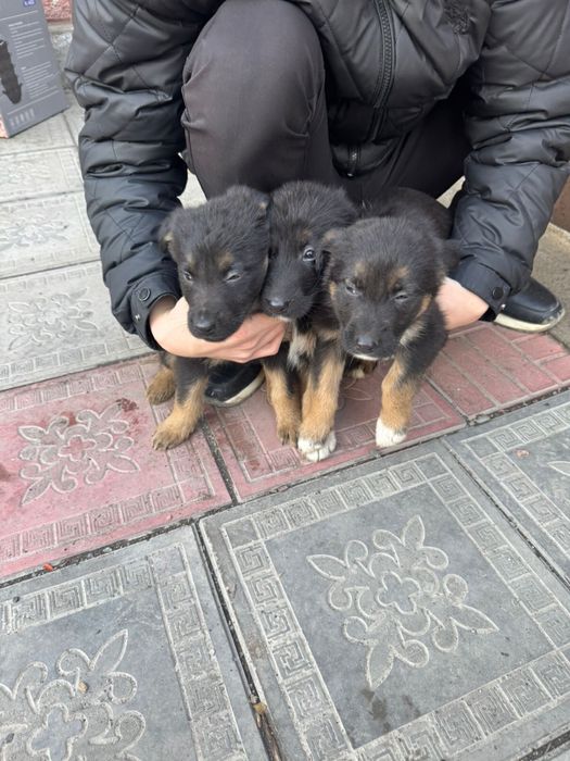 Немецкие овчарки