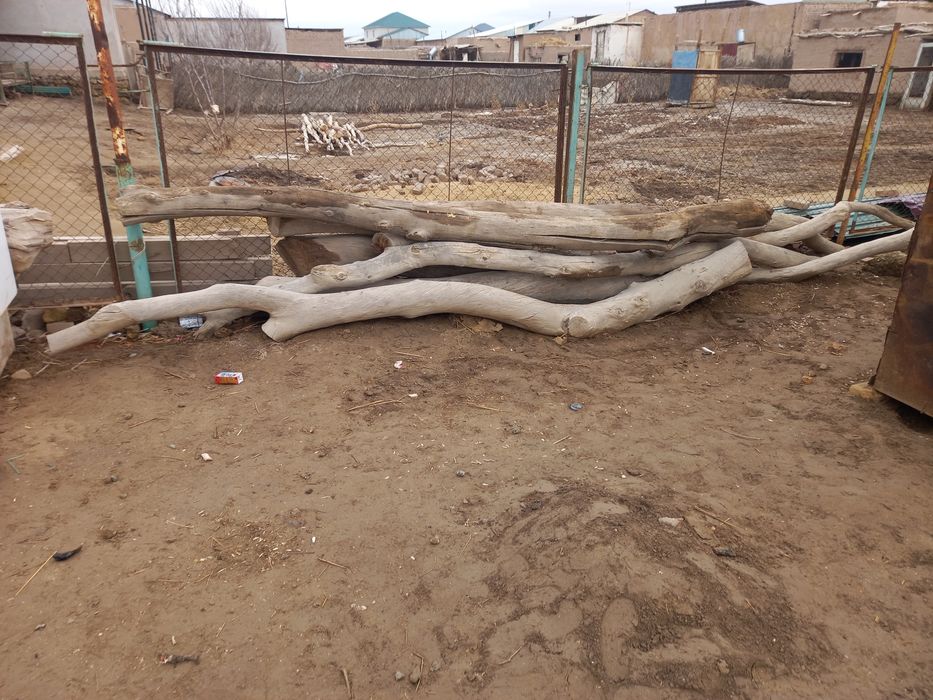 Торангыл агаш 5 метирлик примерно