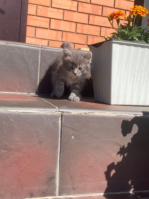 Маленький котик мальчик
