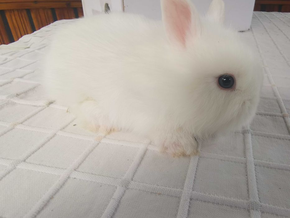 Декоративни мини зайчета