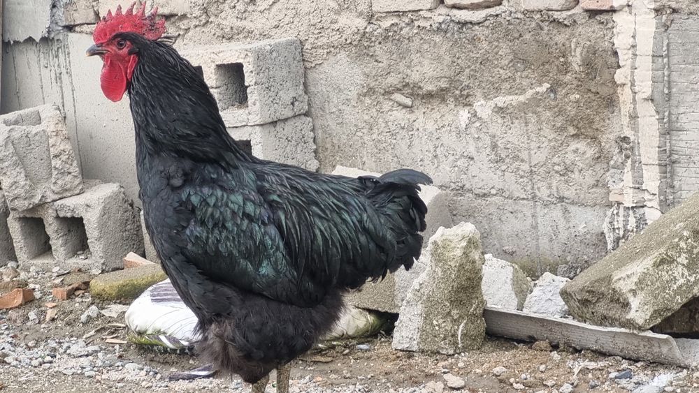 Австролорп руминский уругланган тхумлари