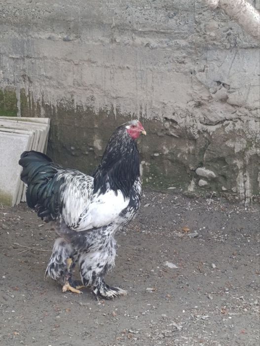 Brama “tochkali” zotli tovuq tuxumi va jo‘jalari sotiladi! 

Zo