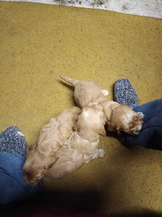 Кокерчета родени 28 .02