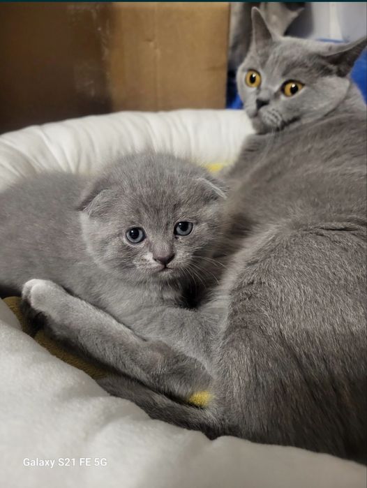 Шотланская вислаухая