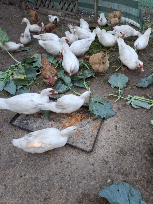 Vand rate  crescute la țară bio