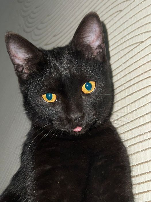 Одам кота в хорошие руки