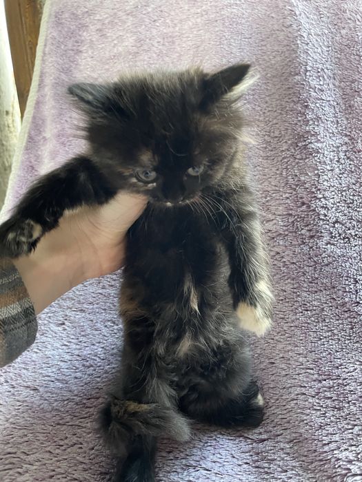 Отдам котят бесплатно в добрые руки