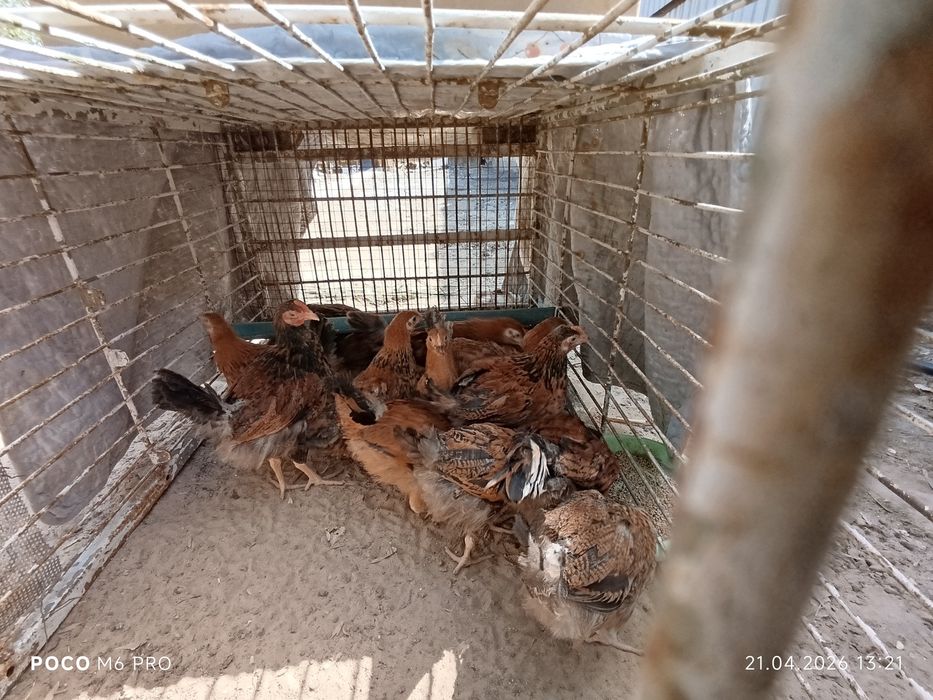 Кучин тұқымдас 2.5 айлық балапандар