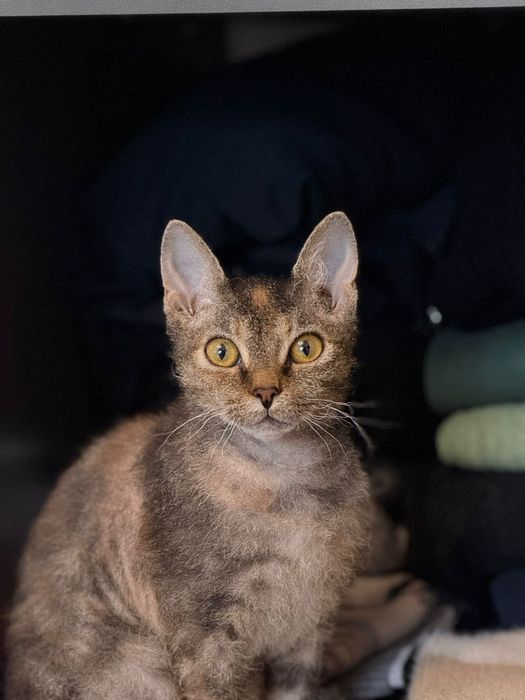 Королева сфинкс Девон рекс ищет жениха