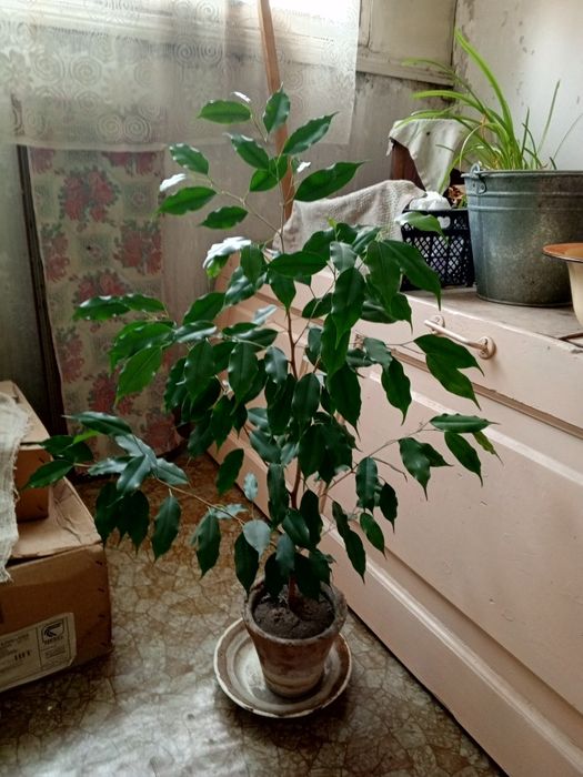 Фикус Бенджамин, Цветок, Комнатное растение