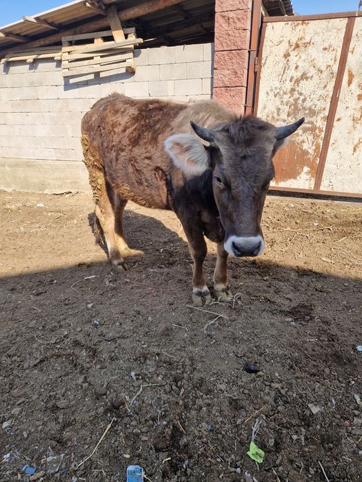 Телка алатауская