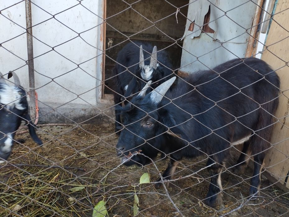 Продам козлов 4 месячных