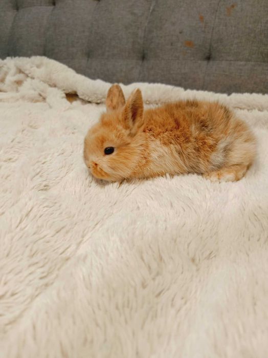 Декоративни зайчета на 1 месец