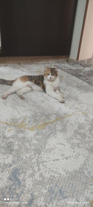 Ona bola mushuklar tekinga