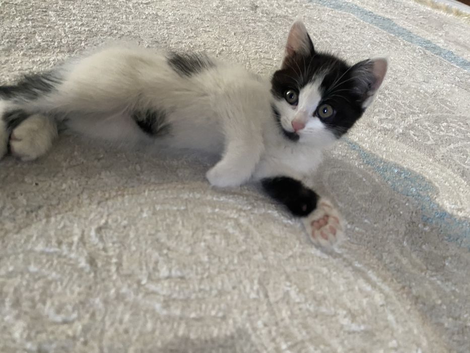 отдам котят хорошие руки