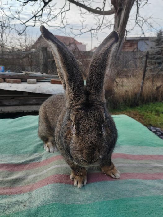 Iepuri uriasi gri german