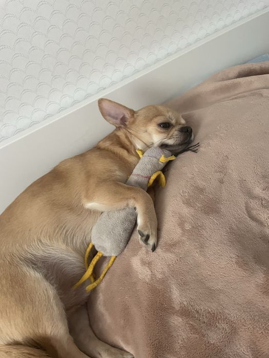 Чихуахуа Кобель, Ищем Вязку