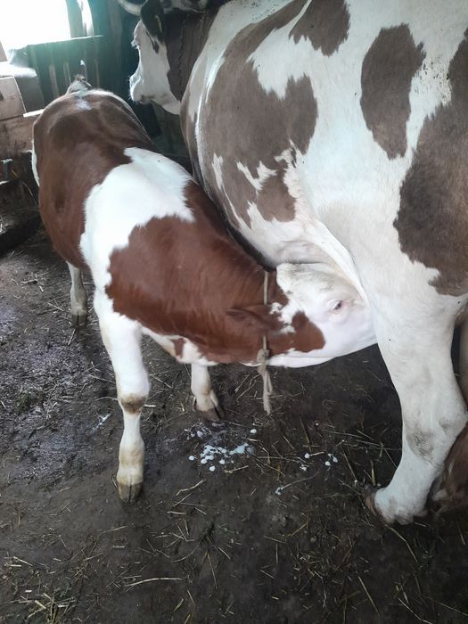 Vând Vaca cu Jurincă