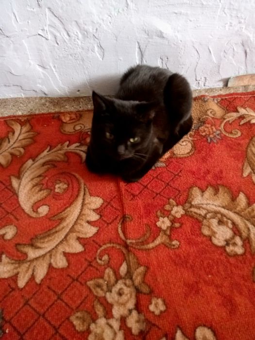 Одам добрые руки