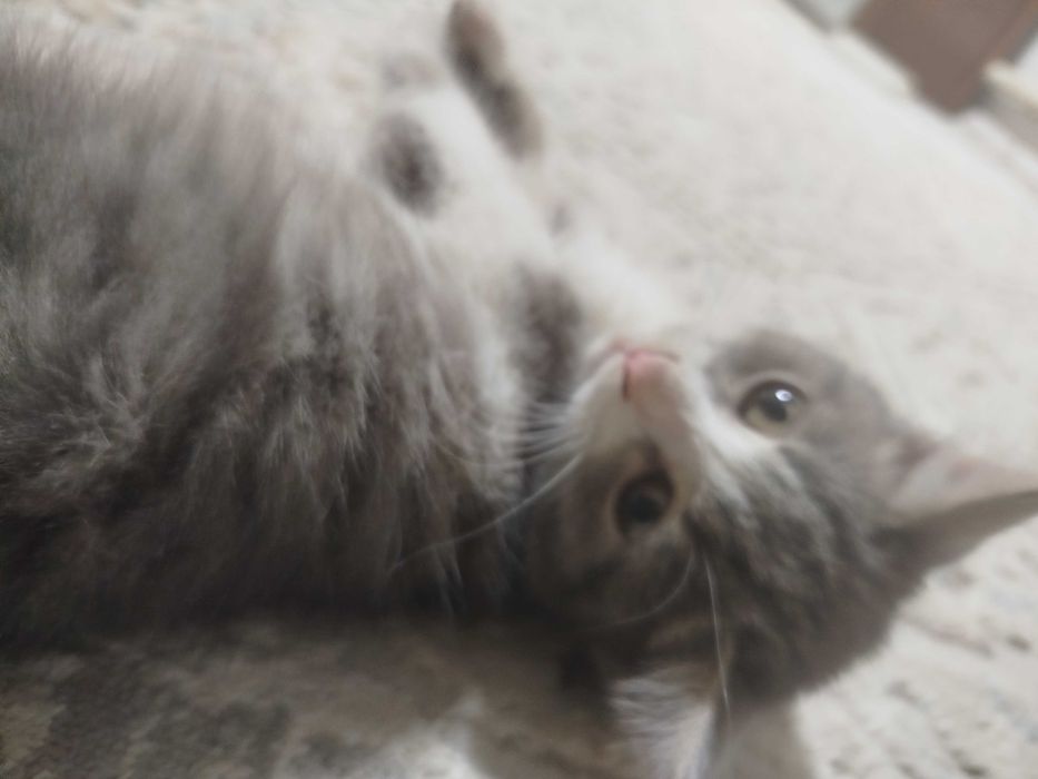 Котёнок девачка милашка