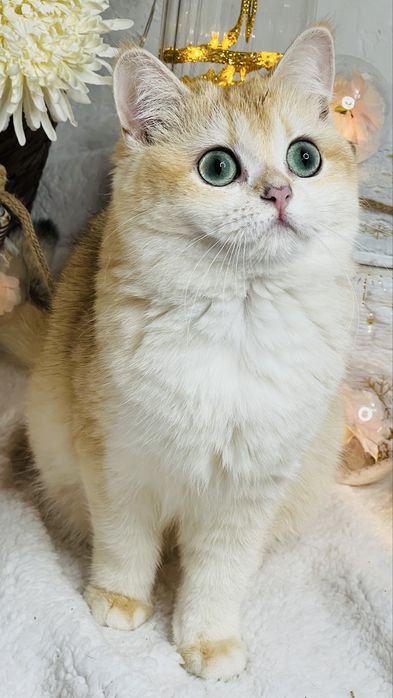 Британская шиншилла ny11